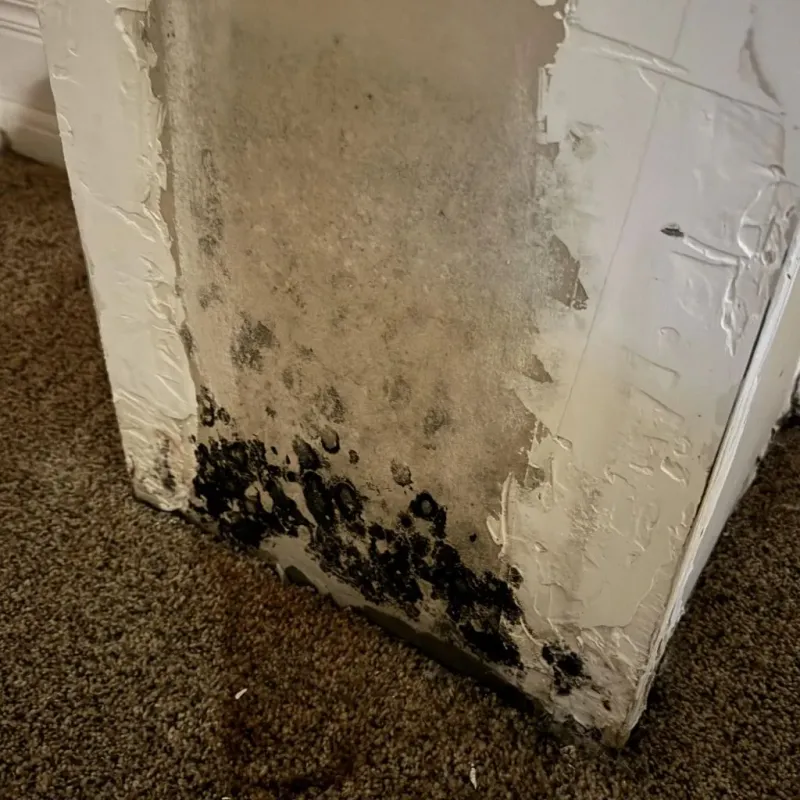 Professional Mold Removal in Franklin County, IN